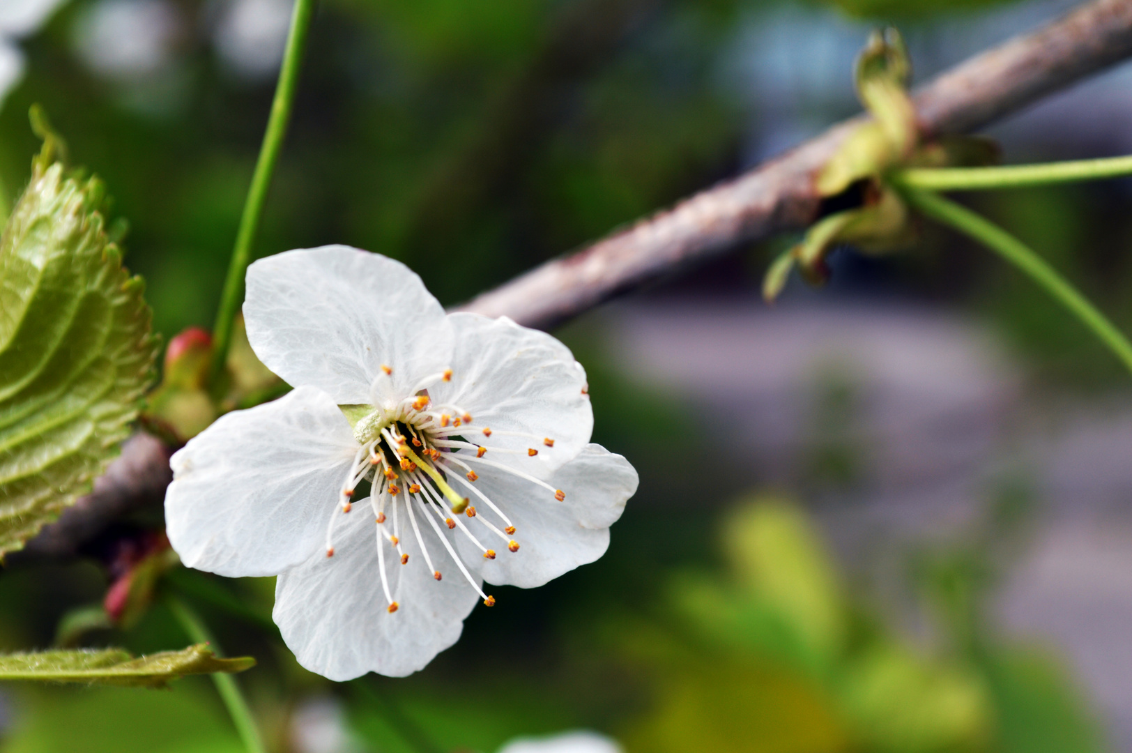 Die schönheit einer Blüte