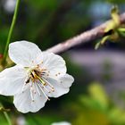 Die schönheit einer Blüte