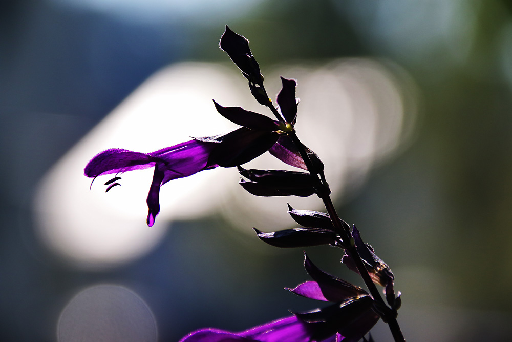 die Schönheit einer Blüte