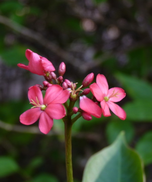 Die Schönheit einer Blume