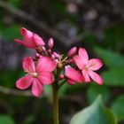 Die Schönheit einer Blume