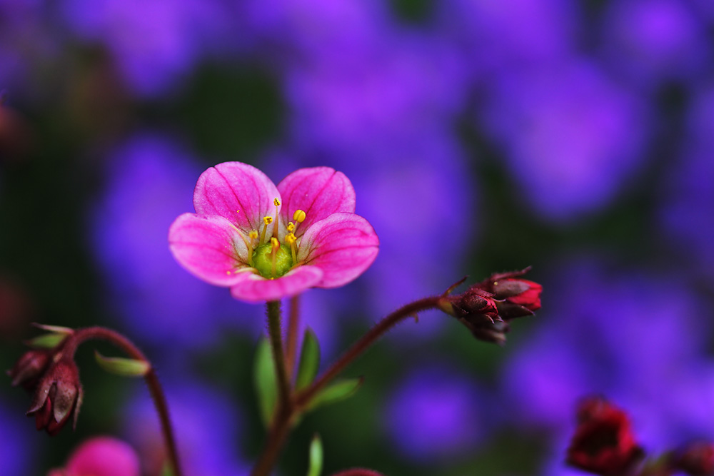 die Schönheit einer Blume