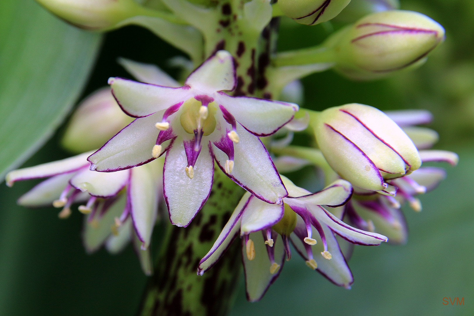 Die Schönheit einer einzelnen Blüte