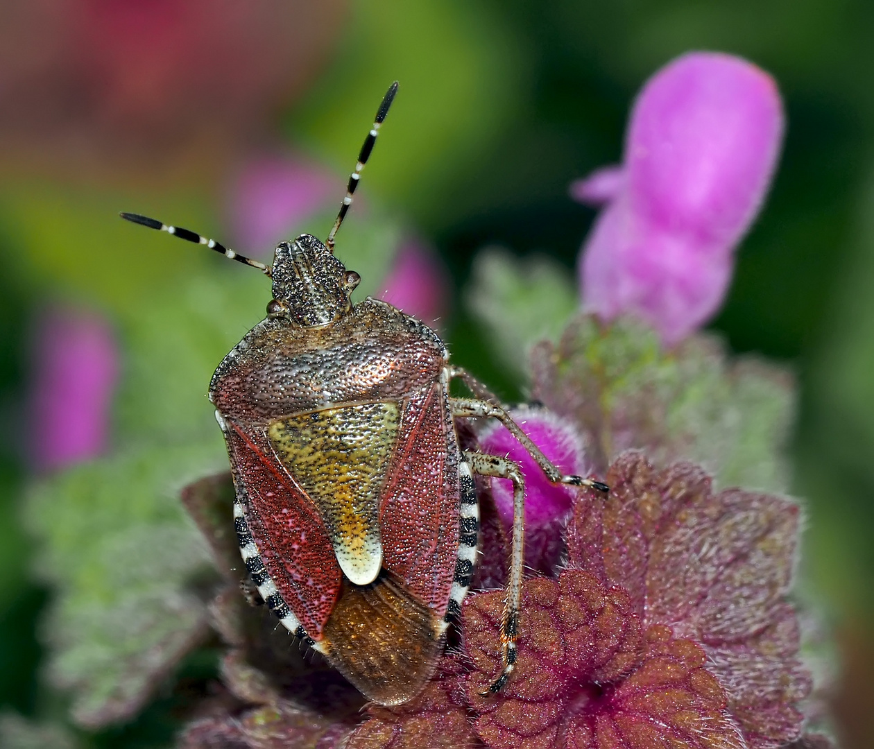 Die Schönheit einer gewöhnlichen Beerenwanze (Dolycoris baccarum)!