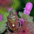 Die Schönheit einer gewöhnlichen Beerenwanze (Dolycoris baccarum)!