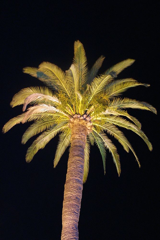 Die Schönheit einer Palme bei Nacht