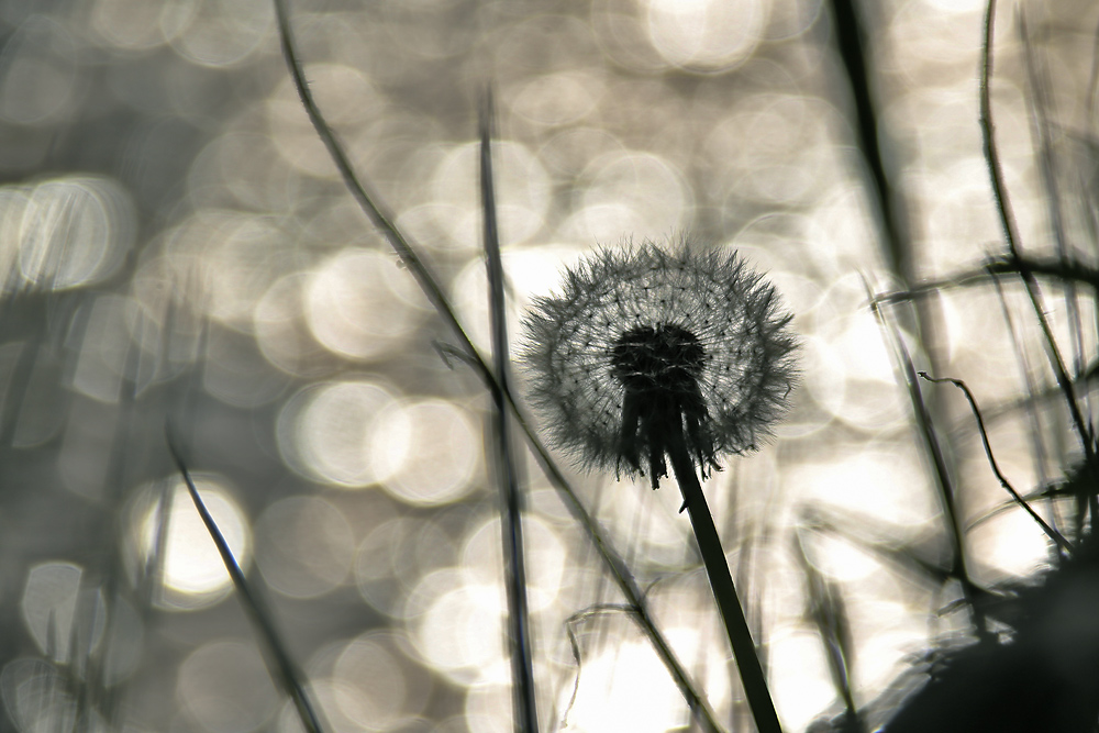 die Schönheit einer Pusteblume