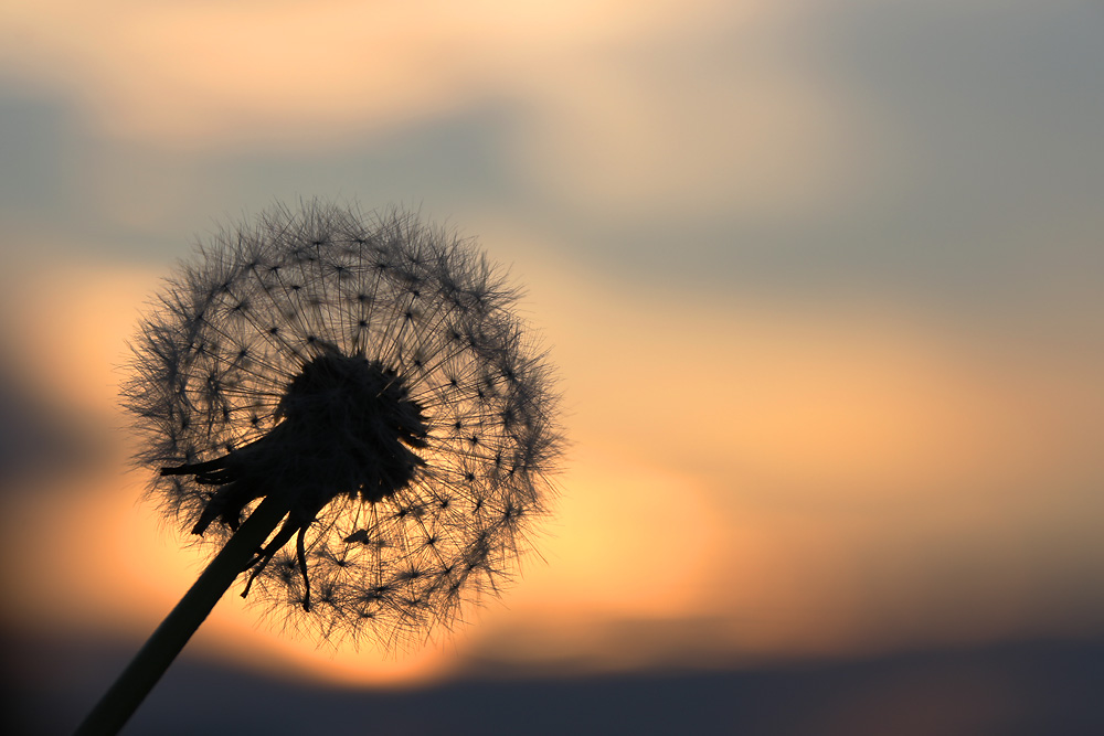 die Schönheit einer Pusteblume