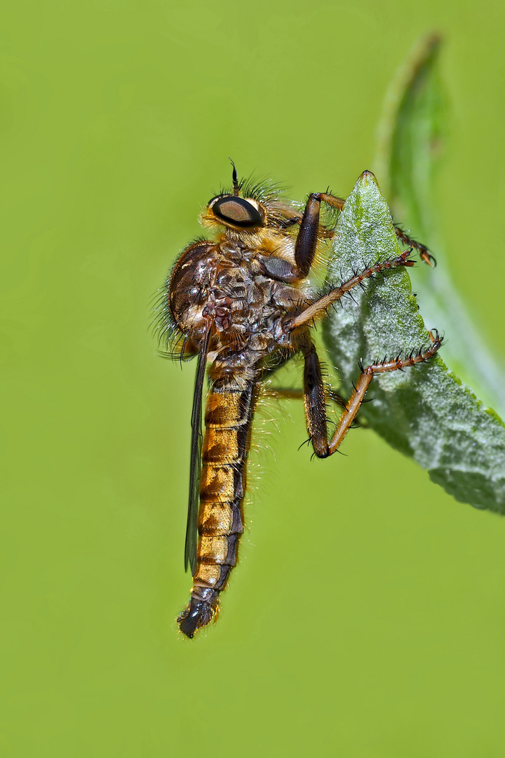 Die Schönheit einer Raubfliege (Asilidae)! - La beauté d'une Mouche à toison!