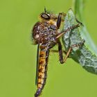 Die Schönheit einer Raubfliege (Asilidae)! - La beauté d'une Mouche à toison!