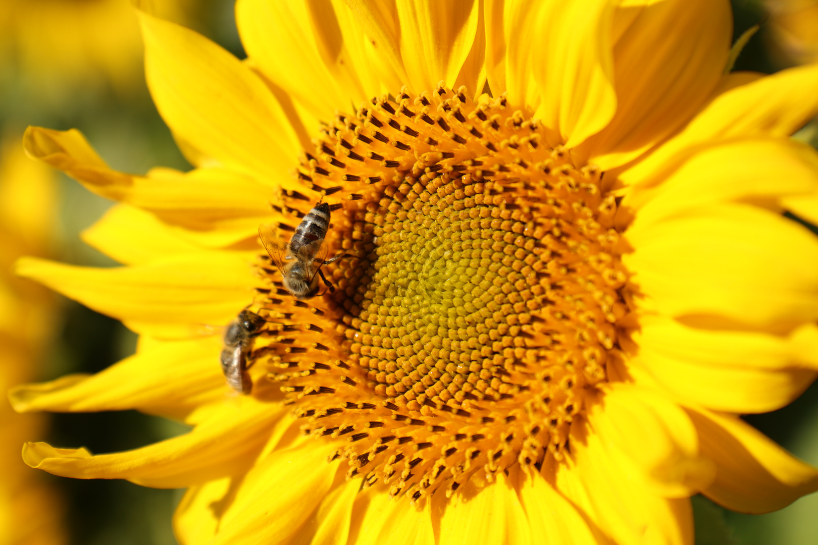 Die Schönheit einer Sonnenblume