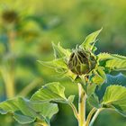 die Schönheit einer Sonnenblumenknospe