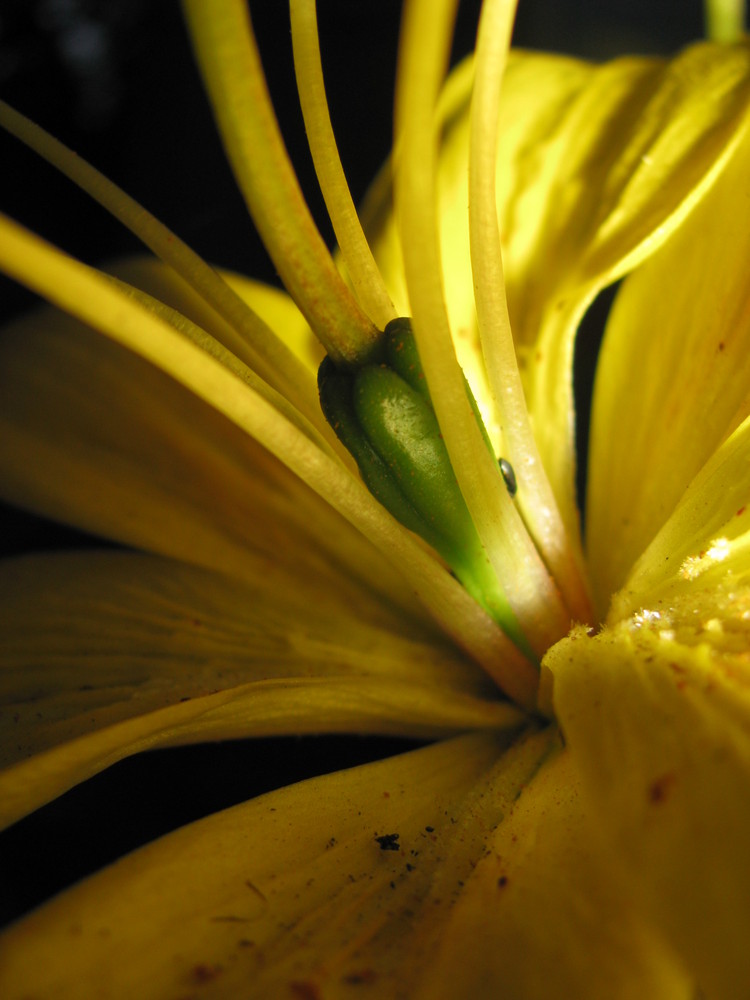 Die schönheit gelber Lilien...