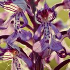 Die Schönheit heimischer Orchideen - das Helmknabenkraut