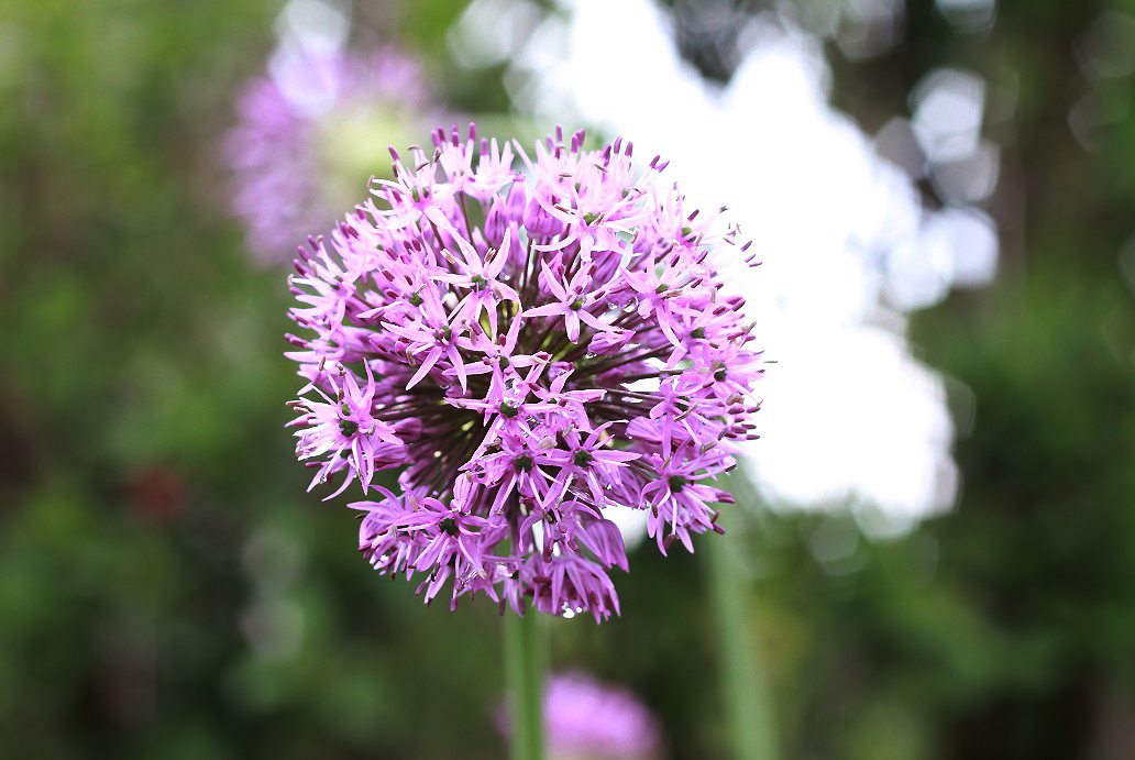 Die Schoenheit im Garten