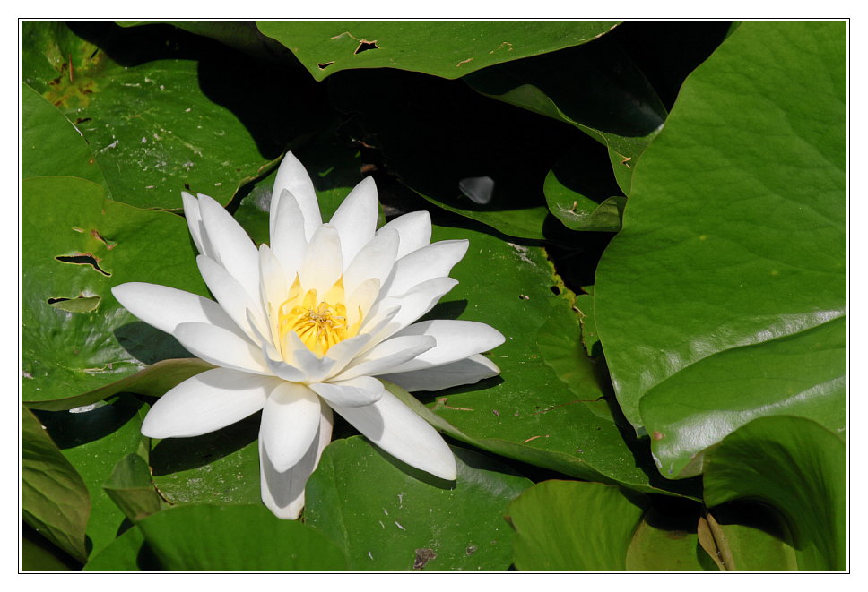 Die Schönheit im Wassergraben