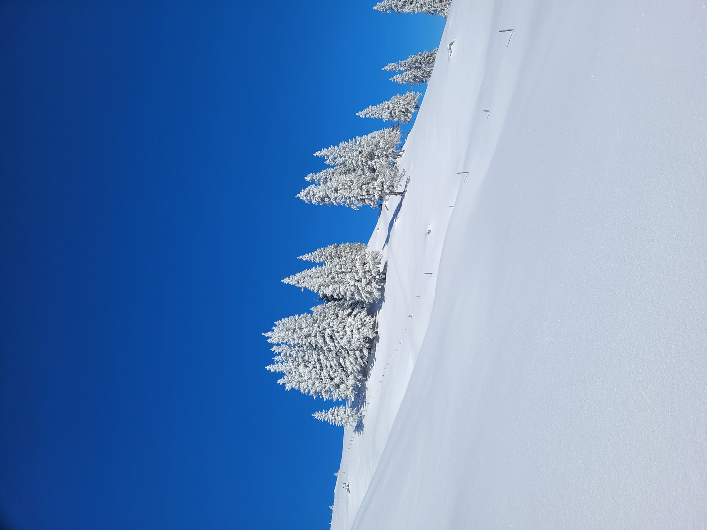 Die Schönheit in Blau-Weiss