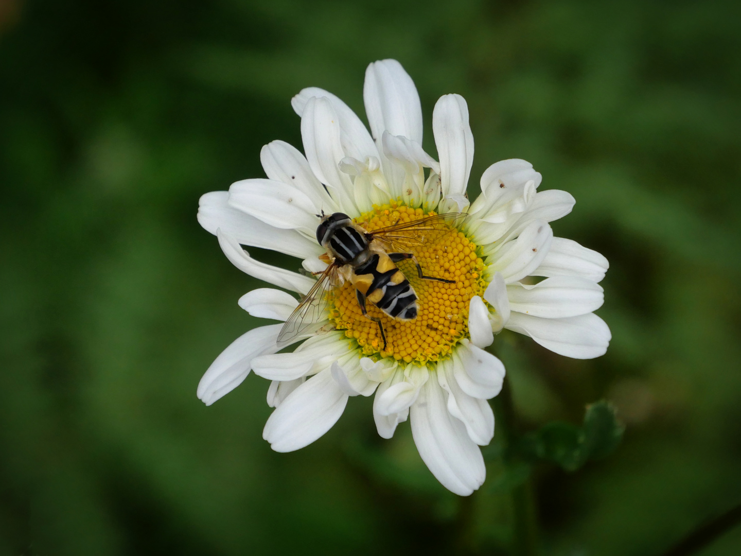 Die Schönheit in der Natur: Gemeine Sumpfschwebfliege