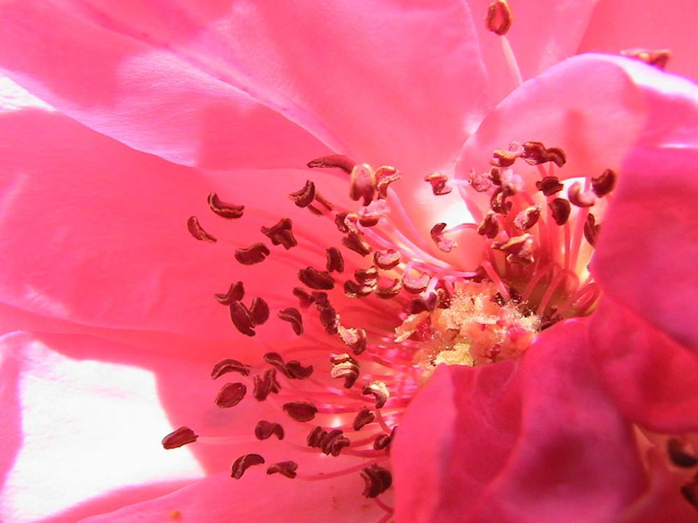 Die Schönheit in der Rosenblüte