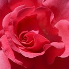 Die Schönheit in Rosa