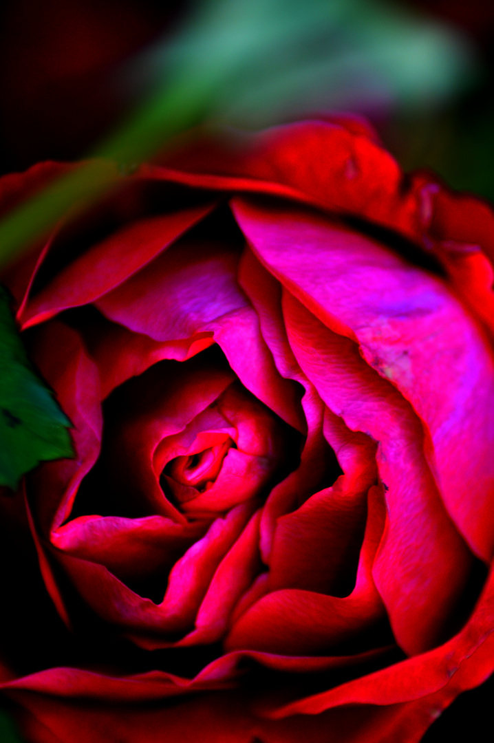 Die Schönheit jeder Rose