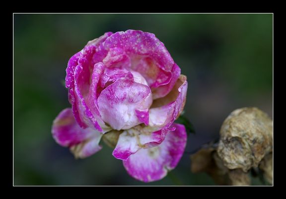 Die Schönheit verändert sich.