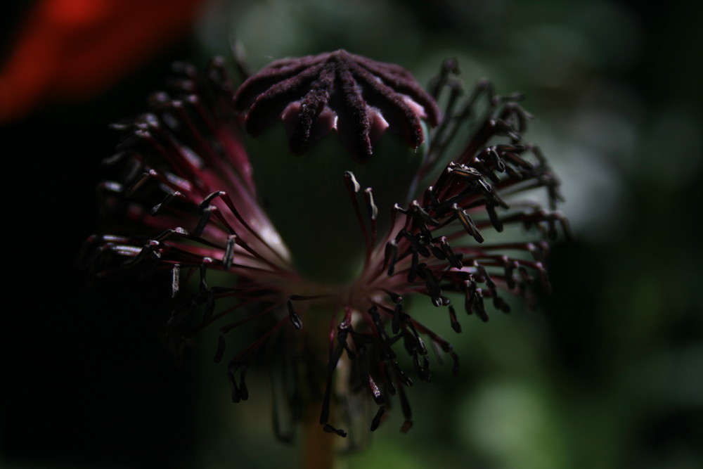 Die Schönheit verwelkter Blüten