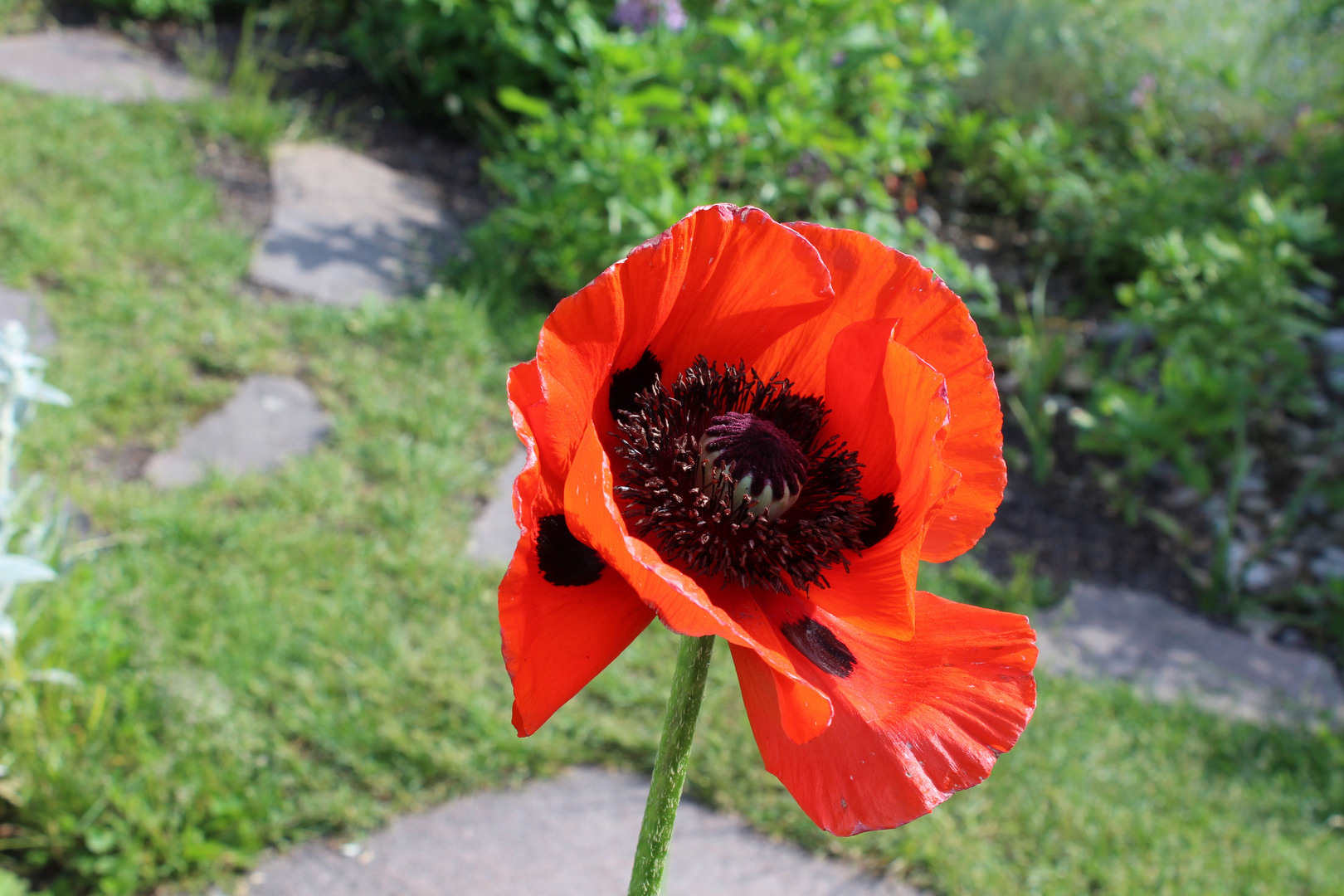 Die Schönheit vom Mohn