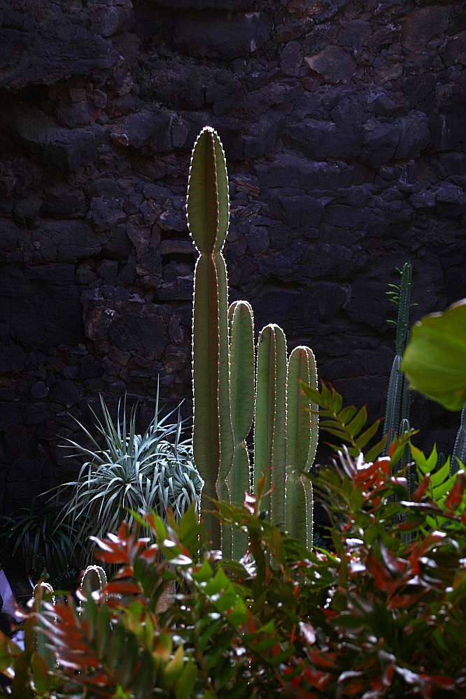 Die Schönheit von Jameos del Agua...