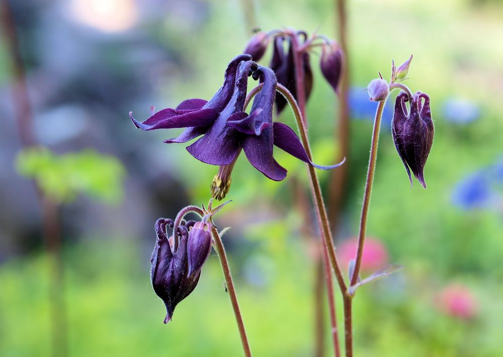 die Schönheiten.... Foto & Bild | jahreszeiten, sommer, blumen blüten ...
