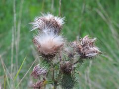 Die Schönheiten am Feldrand