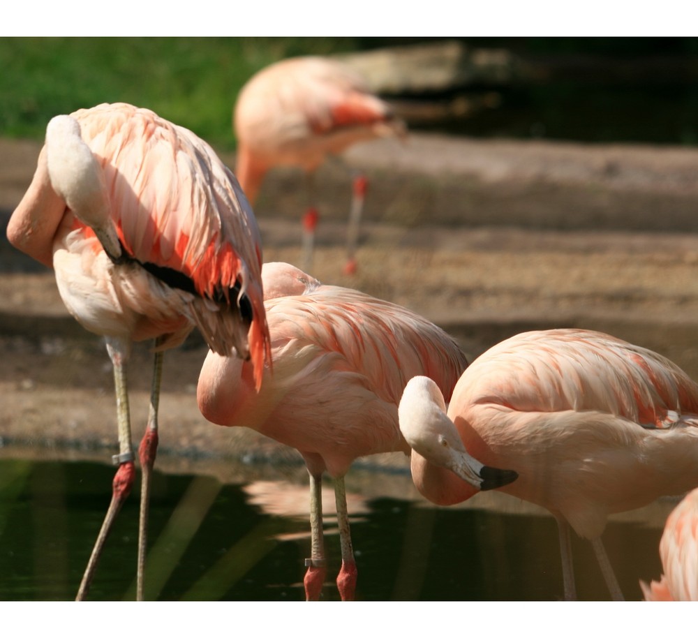 ---Die Schönheiten eines Zoo,s---