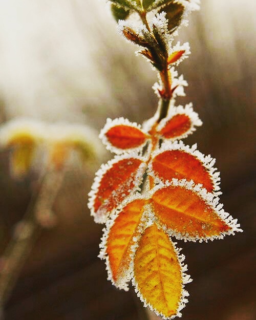 Die Schönheiten vom Winter