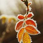 Die Schönheiten vom Winter