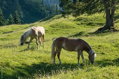 Die Schönheiten von der Alm 2