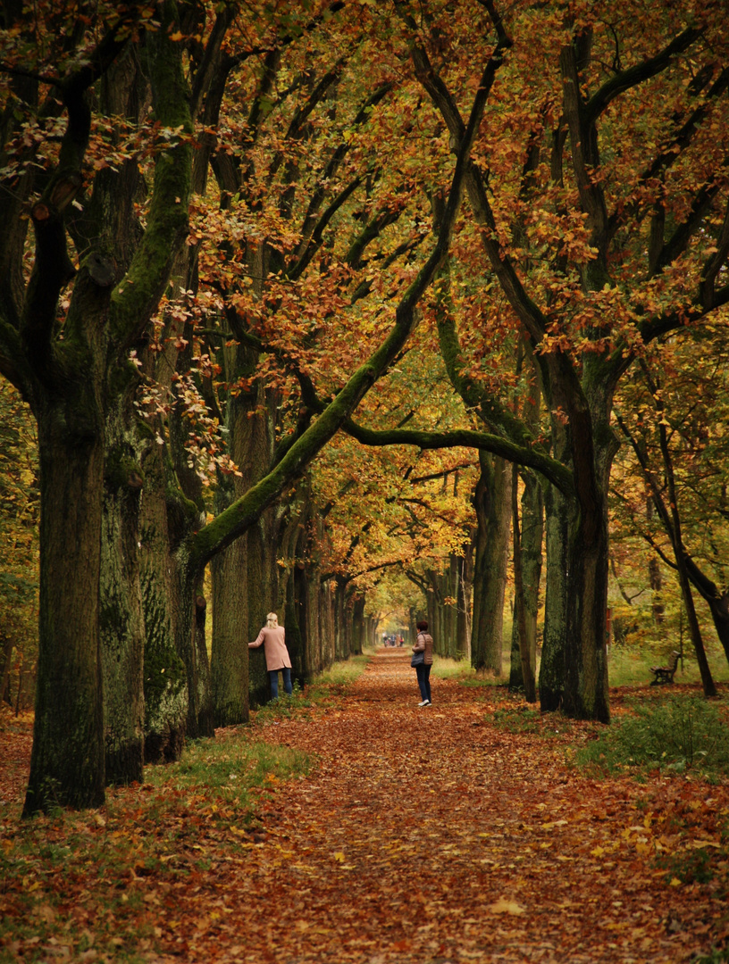 Die schönste Allee der Stadt