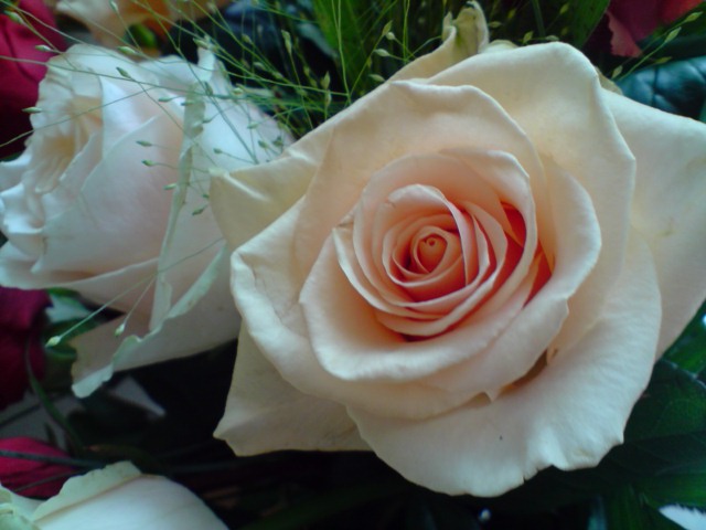 die Schönste aller Rosen