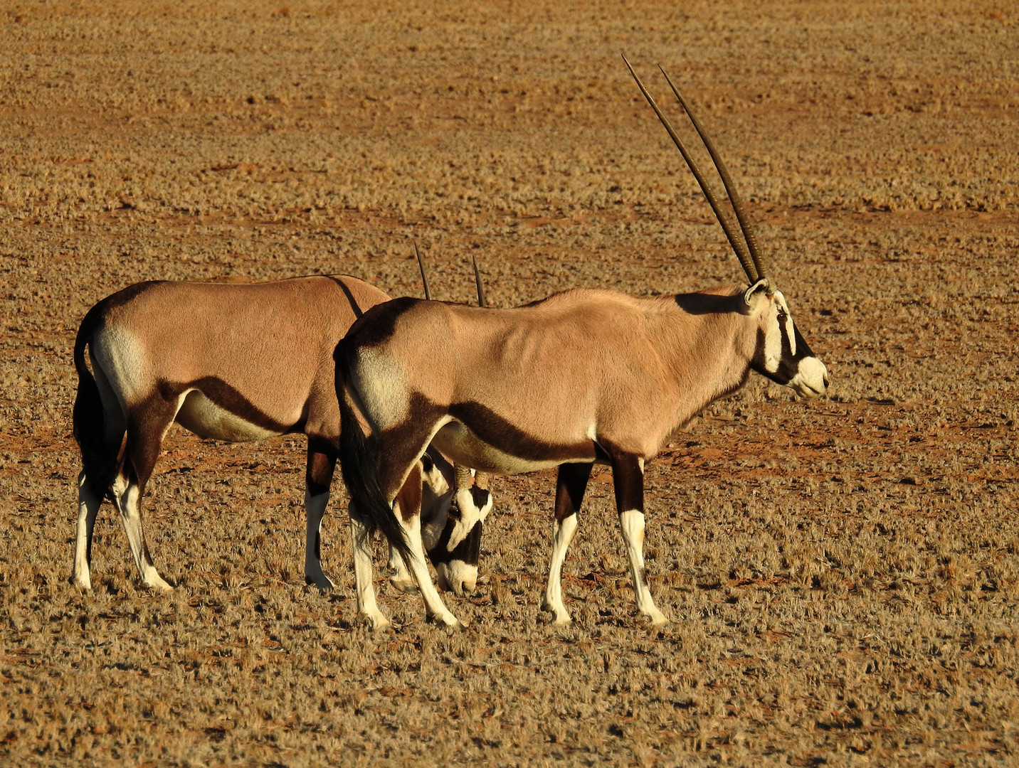 Die schönste Antilope: Der Spießbock oder Oryx