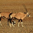 Die schönste Antilope: Der Spießbock oder Oryx