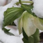 ...die schönste Blüte des Winters