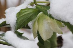 ...die schönste Blüte des Winters