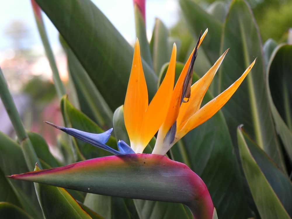 Die schönste Blume auf Madeira Foto & Bild pflanzen, pilze & flechten