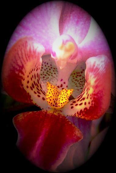 Die schönste Blume der Welt Foto & Bild pflanzen, pilze & flechten