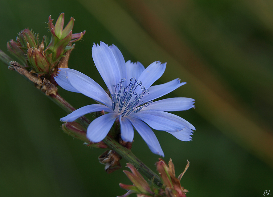 ...die schönste Blume der Welt...