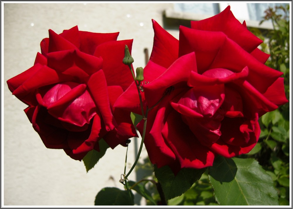 48+ Schönste Blume Der Welt, Sie ist eine der berühmtesten blumen