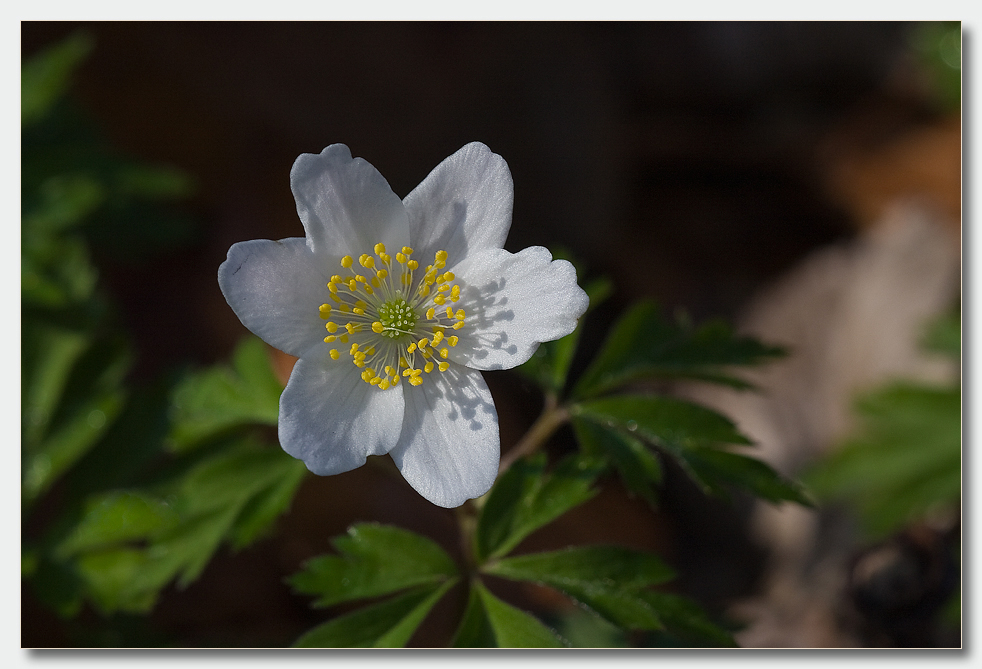 Die schönste Blume des Waldes