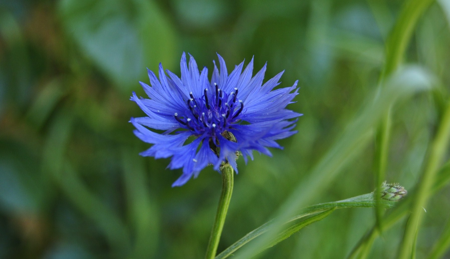 Die Schönste der Wildblumen