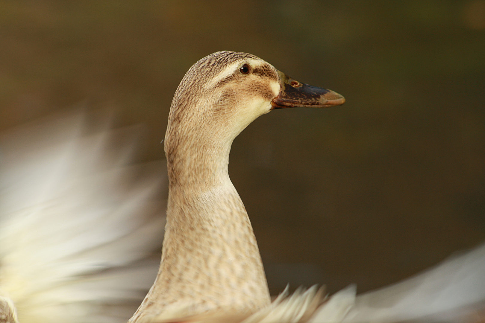 Die schönste Ente im Teich...