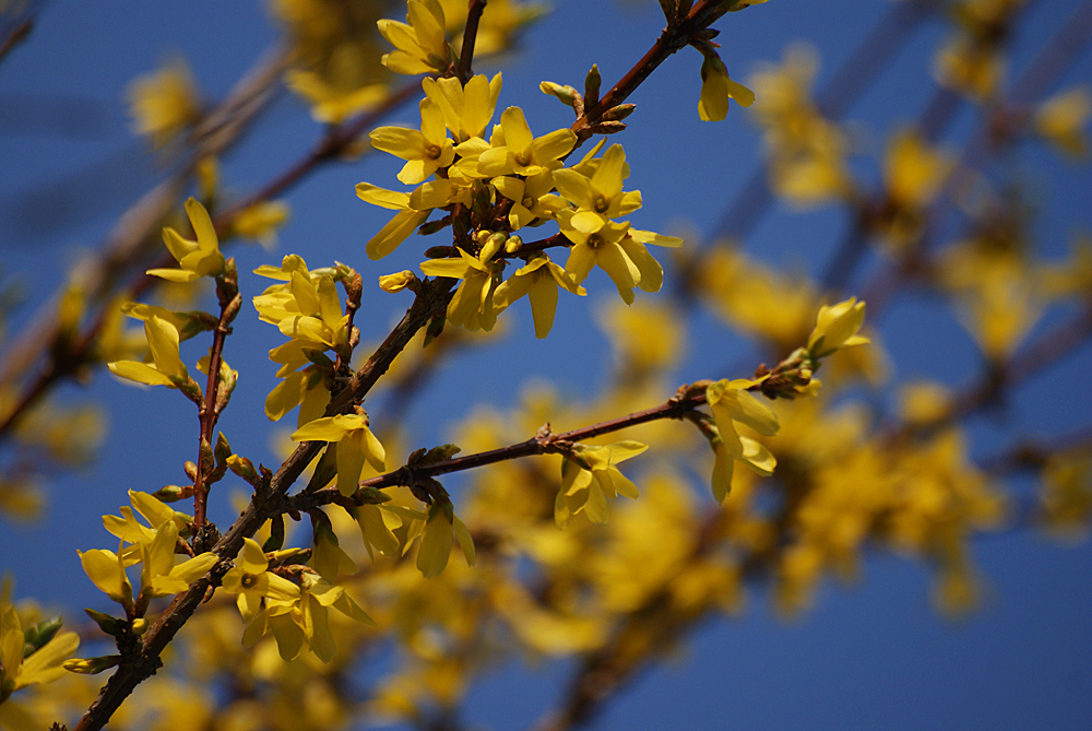 Die schönste Frühlingsfarbe