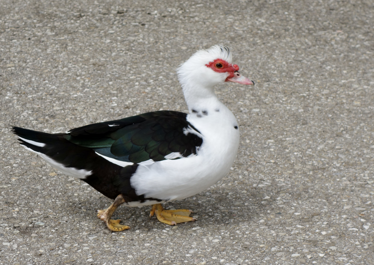 Die schönste Gans im Land